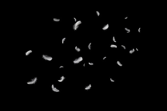 Abstract White Feathers Falling in The Dark. Fluffy Downy, Softness of Feathers Floating on Black Background.