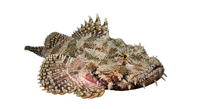Detailed view of a brown and beige frogfish with spiky protrusions on its body
