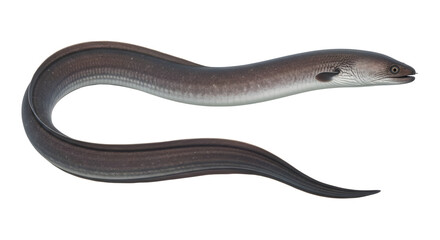 Obraz premium European conger eel with a white background