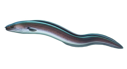 Obraz premium Eel with distinctive turquoise and brown scales swimming alone