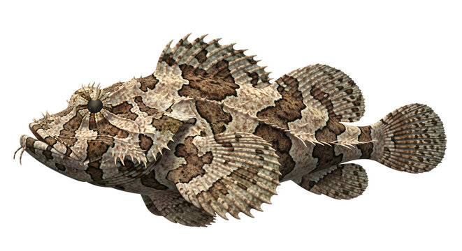 Large brown and tan stonefish with sharp spines on its body