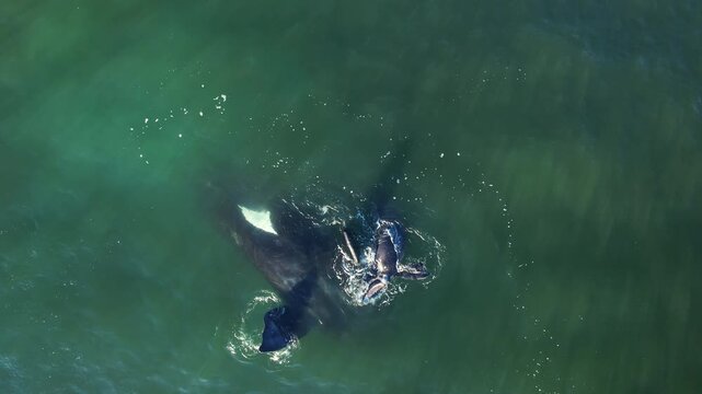 Mother cares calf. Aerial view pod of bowhead whale spouting hug play. Whale watching of migrate Baleen whales South Africa. Bowhead whale family swimming together in calm blue ocean water,