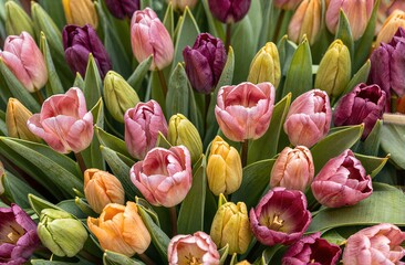 Fototapeta premium Vibrant tulips in pink purple and yellow hues bloom amidst lush green