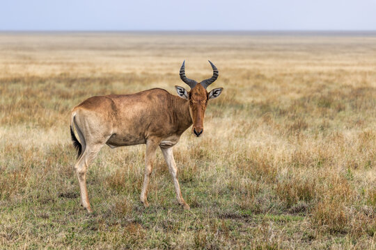  Coke&rsquo;s hartebeest standing on open savanna grassland
