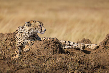 Cheetah resting on termite mound in savanna grass © Robert