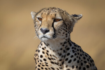 Cheetah portrait on African savanna © Robert