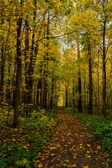 Fototapeta premium Forest path in autumn park covered with falling leaves. Beautiful woodland landscape during fall season for nature background.