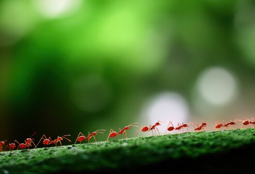 Red ants marching in a line on a green surface