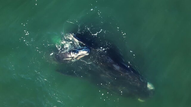 Mother cares calf. Aerial view pod of bowhead whale spouting hug play. Whale watching of migrate Baleen whales South Africa. Bowhead whale family swimming together in calm blue ocean water,