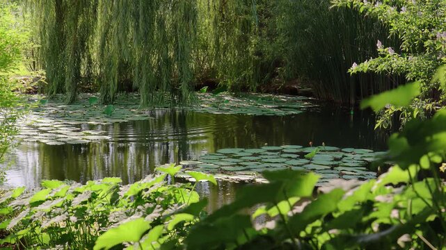 A serene pond scene with lily pads and a weeping willow tree surrounded by lush greenery in a natural landscape.
