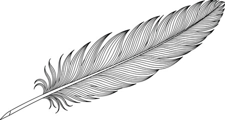 Elegant black and white illustration of a single feather with intricate detailing © Mst