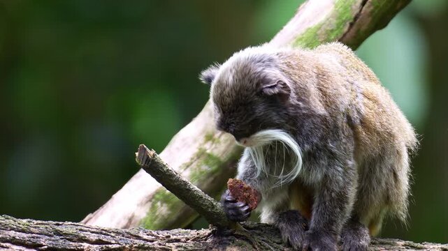 An Emperor tamarin monkey (Saguinus imperator) holding a piece of food, eating it, accidentally dropping to the ground, and agilely leaping away, close up shot.