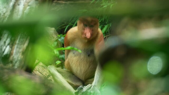 Close up shot of a Proboscis monkey (Nasalis larvatus) looks around the surroundings, a primate species endemic to the island of Borneo.