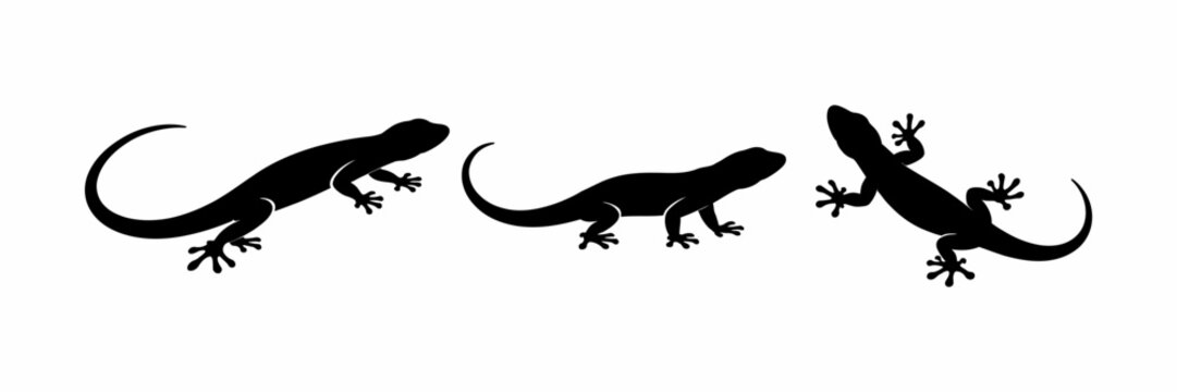Three Silhouettes of Lizards in a Row on a White Background