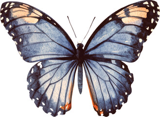 Watercolor Blue and Orange Butterfly Illustration © rey