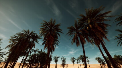 Obraz premium silhouetted palm trees at dusk, cinematic drone pan across tropical grove with deep teal sky and wispy clouds, warm golden horizon, swaying fronds creating