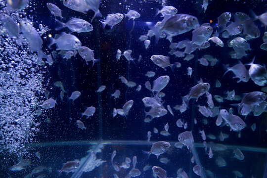 Giant Trevally Fish Larvae in Hatchery Tank &ndash; Aquaculture, Marine Fish Farming, Juvenile GT Fish, Seafood Industry, Underwater Blue Background