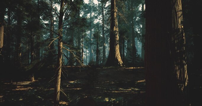 ancient woodland with magical atmosphere, gnarled trunks and mossy roots, shafts of light and shadow creating enchanted, fairy tale tone for fantasy