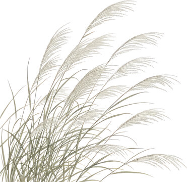 風にそよぐススキの穂と葉 白背景の和風植物素材