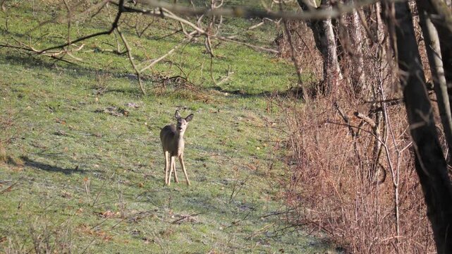 Single female Roe deer standing alert in alpine meadow and forest in background. Wildlife winter scene in Italian Alps, natural behavior captured in 4K 60fps
