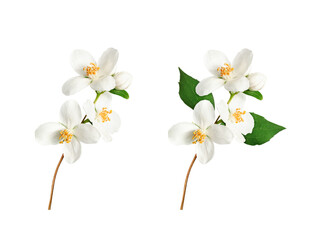 Obraz premium Branch with blooming jasmine flowers (Philadelphus coronarius) isolated on white background. Element for creating designs, cards, patterns, floral arrangements, frames, wedding cards and invitations.