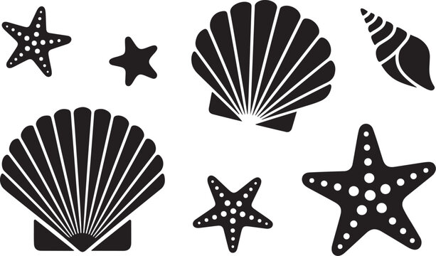 Black and white sea shell starfish scallop shell conch shell