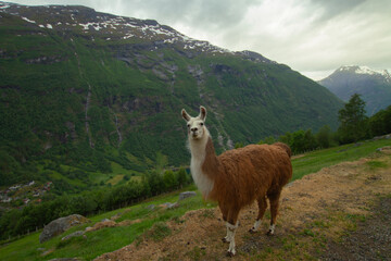 Fototapeta premium Llama Looking at Camera with Scenic Geirangerfjord Background in Norway