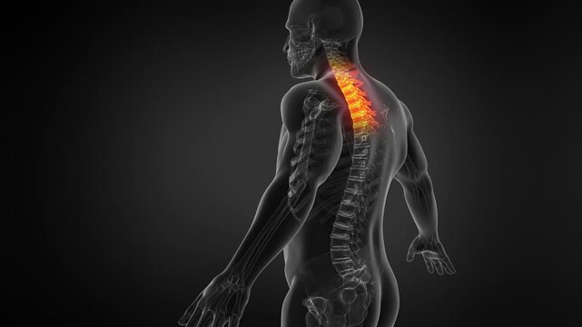 Human Skeletal Anatomy and Spine Structure 3D Animation Seamless Loop