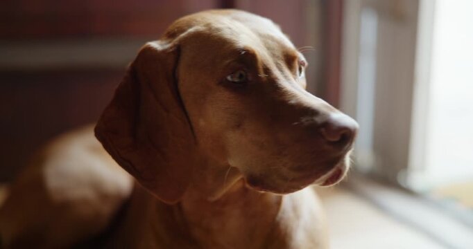 Alert, relax and waiting with dog on floor in home living room for animal care or loyalty. Companion, pet and security with Hungarian Pointer in apartment for adoption, break or protection duty