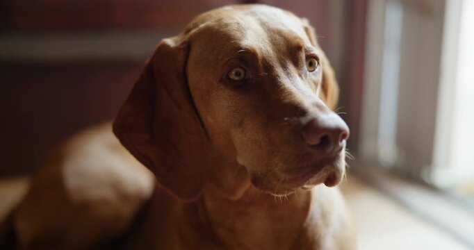 Companion, pet and relax with dog on floor in home living room for animal care or loyalty. Canine, rescue and security with Hungarian Pointer in apartment for adoption, break or protection duty