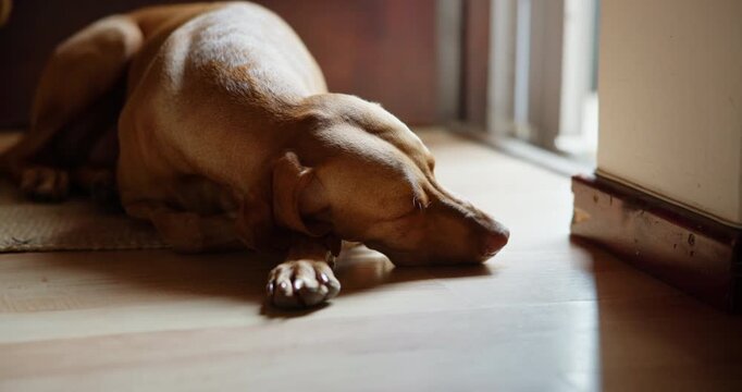 Companion, pet and sleeping with dog on floor in home living room for animal care or loyalty. Canine, relax and security with Hungarian Pointer in apartment for adoption, break or protection duty