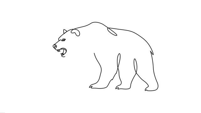 Animated roaring wild bear walking, continuous line art.