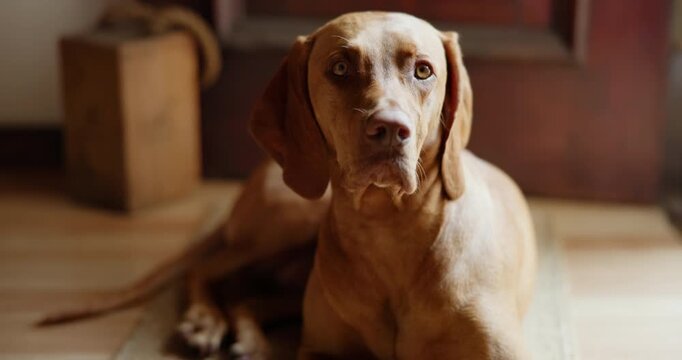 Companion, face and relax with dog on floor in home living room for animal care or loyalty. Alert, security and waiting with Hungarian Pointer in apartment for adoption, break or protection duty