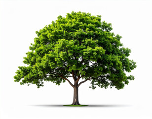 Obraz premium A solitary green deciduous tree with a full, rounded canopy of leaves and a robust trunk on a white background