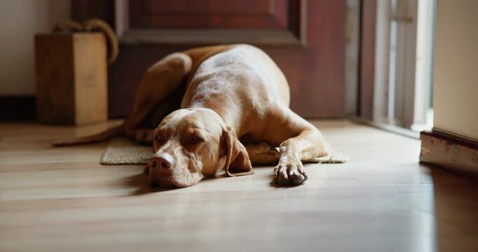 Companion, pet and waiting with dog on floor in home living room for animal care or loyalty. Alert, rescue and security with Hungarian Pointer in apartment for adoption, break or protection duty