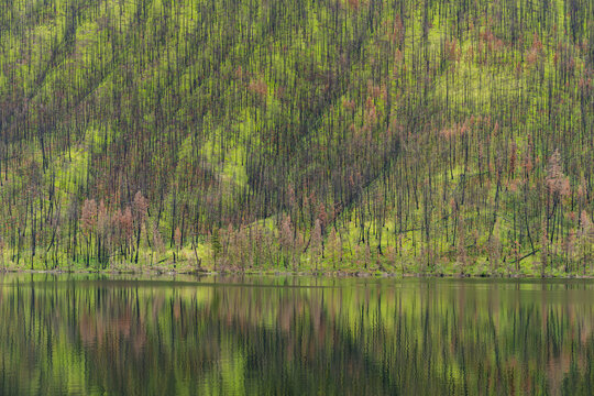 Canada, BC, Loon Lake.  Hillside of green undergrowth second spring after forest fire.