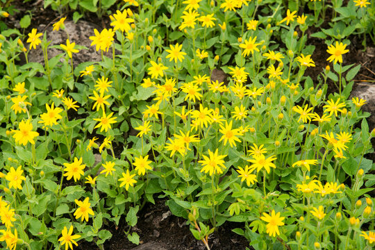 Canada, British Columbia, Clinton.  Springtime brings Arrowleaf Balsamroot flowers (Balsamorhiza sagittata) to forest fire area near Loon Lake in the Cariboo region of BC.
