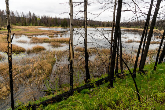 Canada, British Columbia, Clinton.  Springtime brings new growth to forest fire area near Loon Lake in the Cariboo region of BC.
