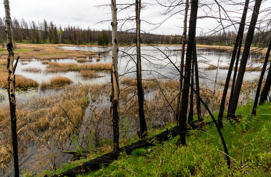 Canada, British Columbia, Clinton.  Springtime brings new growth to forest fire area near Loon Lake in the Cariboo region of BC.
