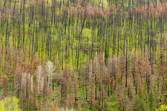 Canada, BC, Loon Lake.  Hillside of green undergrowth second spring after forest fire.