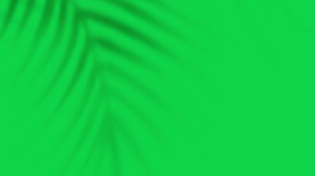 Tree Branch Shade Effect VFX Green Screen Chroma Key Nature Shadow Overlay