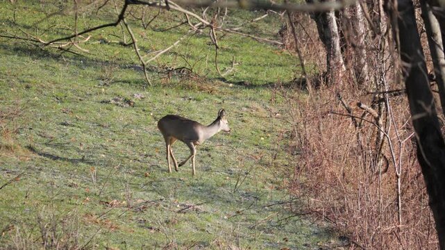 Slow motion: Single female Roe deer standing alert in alpine meadow and forest in background, pawing the ground. Wildlife winter scene in Italian Alps, natural behavior captured in 4K