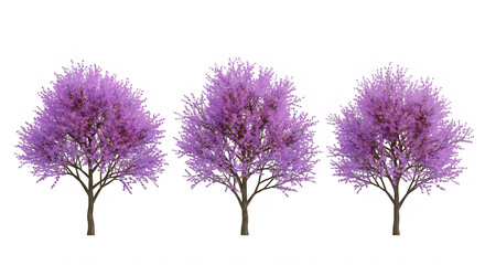 Obraz premium Three purple flowering trees in bloom isolated on transparent background
