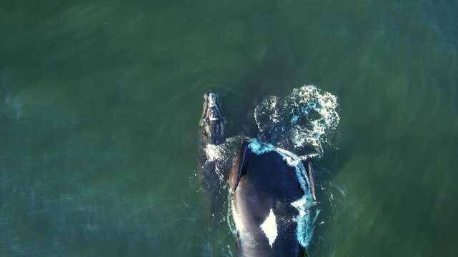 Mother cares calf. Aerial view pod of bowhead whale spouting hug play. Bowhead whale family swimming together in calm blue ocean water, Whale watching of migrate Baleen whales South Africa.