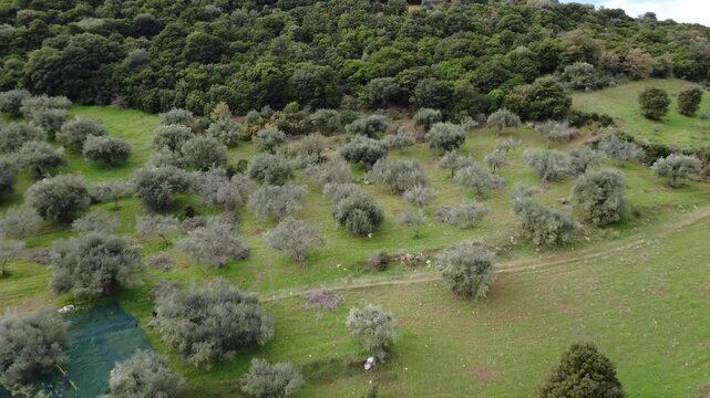 Rows of olive trees in a neat hilltop orchard near a wild green forest