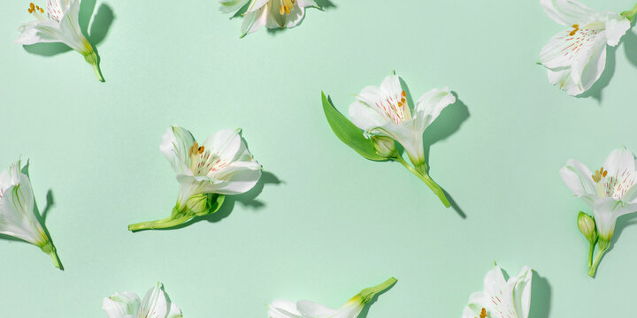 Fresh white flowers on a green background. Spring minimal concept.