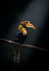 Fototapeta premium A commanding portrait of the Rhinoceros Hornbill, one of Southeast Asia’s most iconic birds. The glowing casque contrasts boldly against the darkness, representing tropical majesty and conservation aw