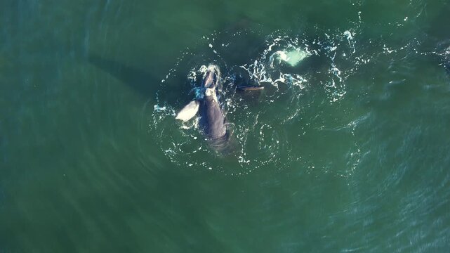 Mother cares calf. Aerial view pod of bowhead whale spouting hug play. Bowhead whale family swimming together in calm blue ocean water, Whale watching of migrate Baleen whales South Africa.