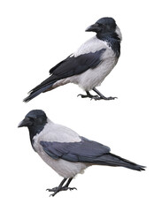 Fototapeta premium Close-up portrait of two young hooded crows isolated on white background.