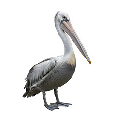 A detailed portrait of a great white pelican side view on transparent background